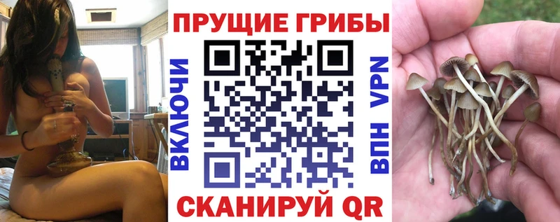 Купить  Рудня  Галлюциногенные грибы Psilocybine cubensis 